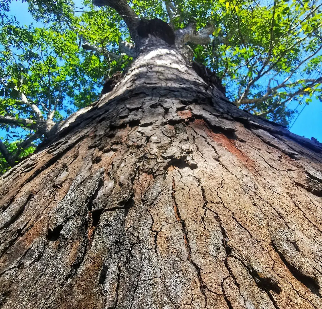 Treehouse Tayrona Villa Santa Marta  Colombia