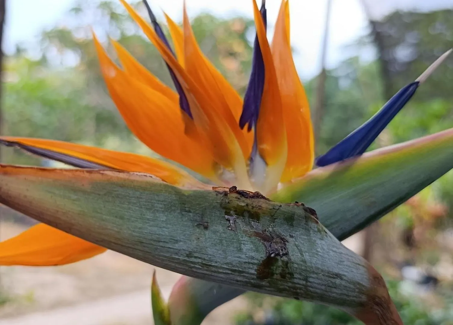 Lodge Treehouse Tayrona Villa Santa Marta