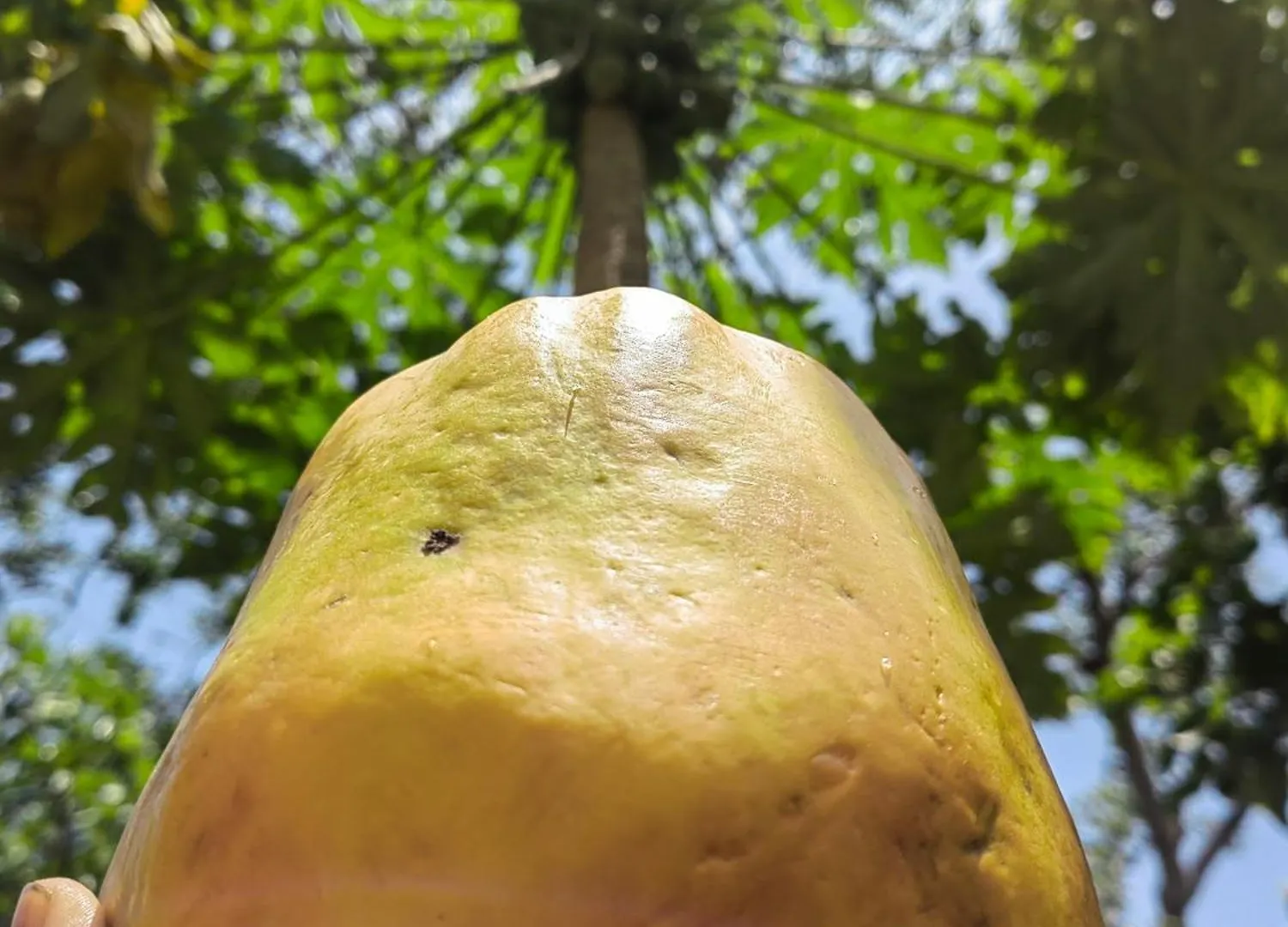 Lodge Treehouse Tayrona Villa Santa Marta  Colombia